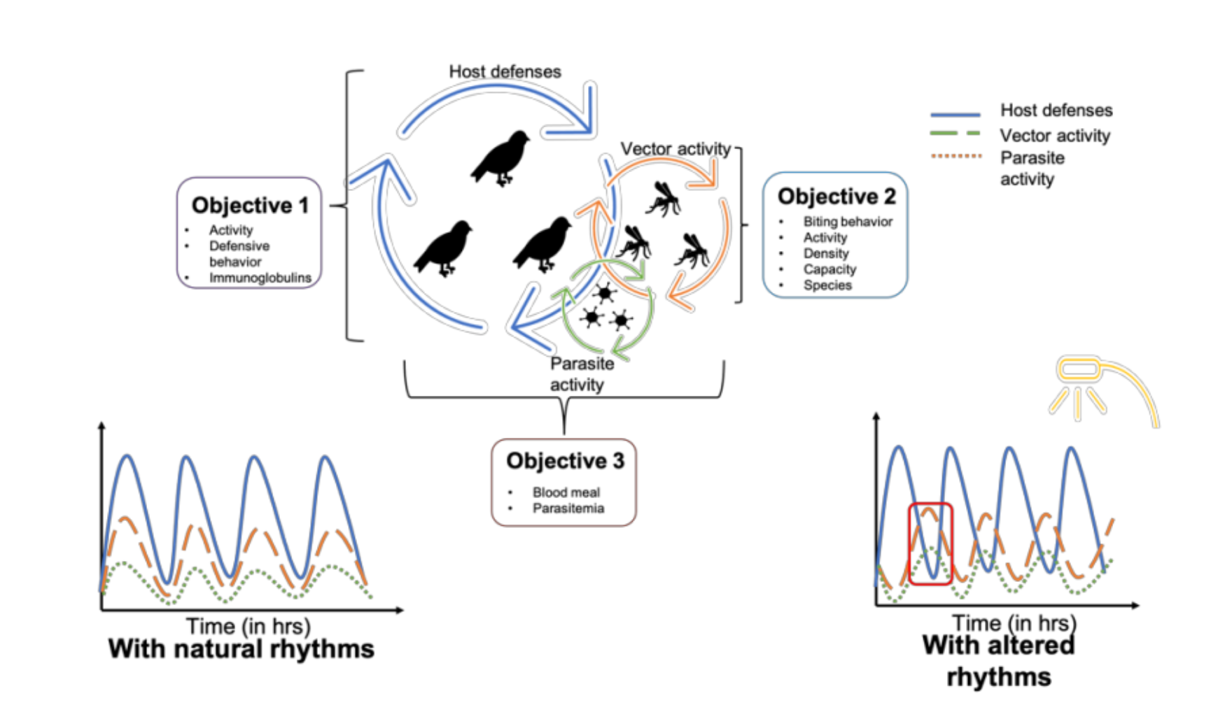 Diagram of the host-vector-pathogen study design, showing host defenses, vector activity, and parasite activity cycling between great tits, mosquitoes, and Plasmodium, with natural versus light-pollution-altered activity rhythms