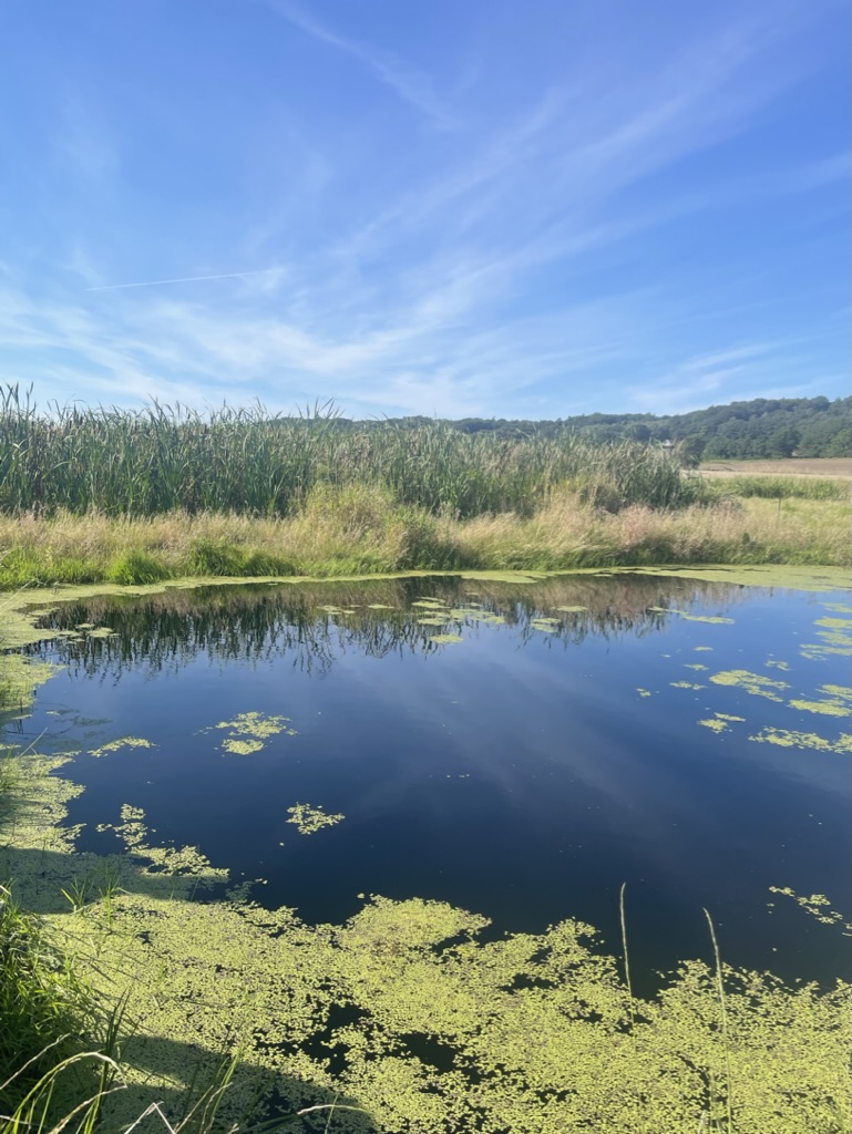 Wetland landscape
