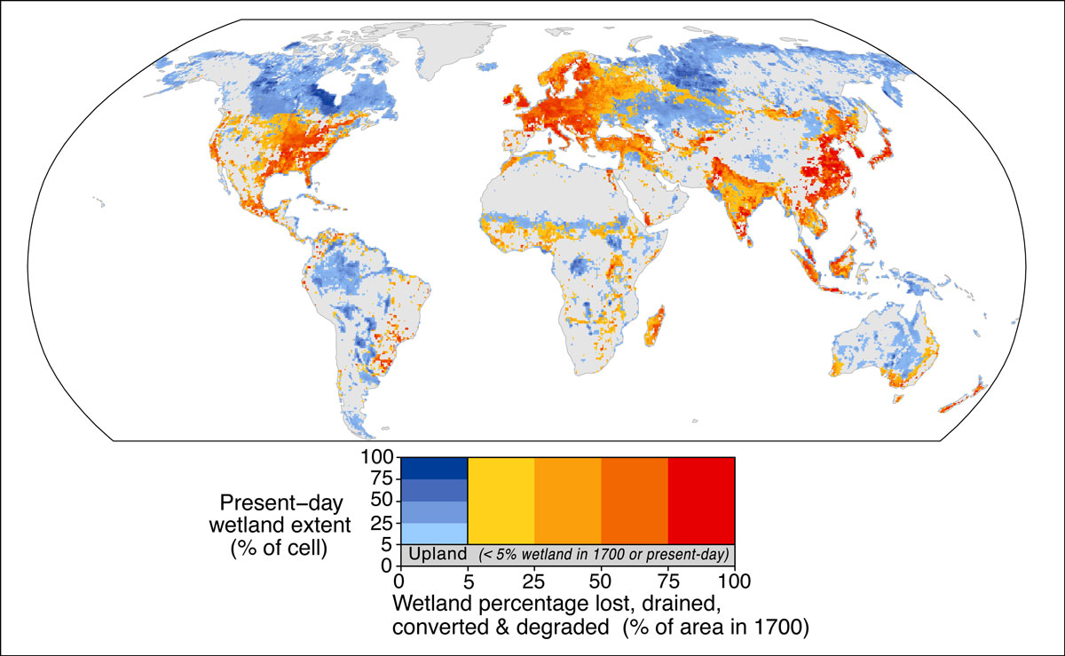 Wetland biodiversity visualization